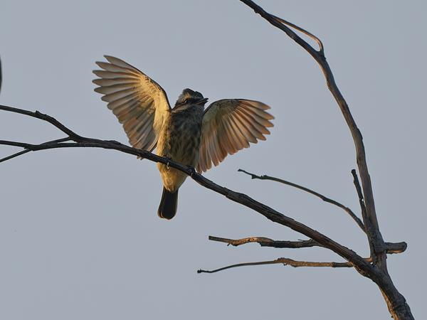 Gestreepte tiran (Myiodynastes maculatus)